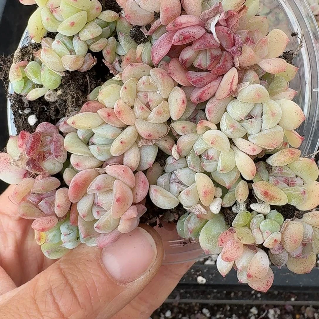 杂交新品珍妮多肉473