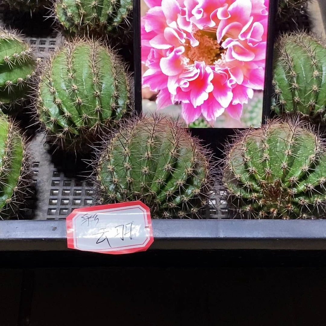 彩 云羽侧芽瑕疵5公分左右