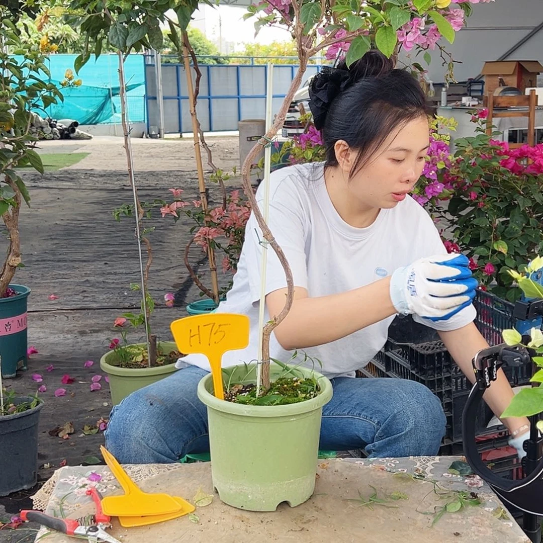 得***手大部分花苞少量开放H75苏瓦娜