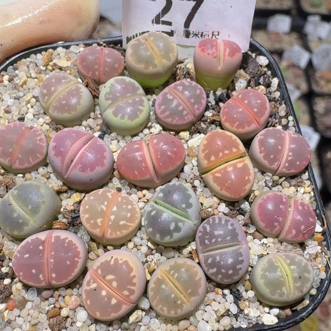 zzzz精品生石花27