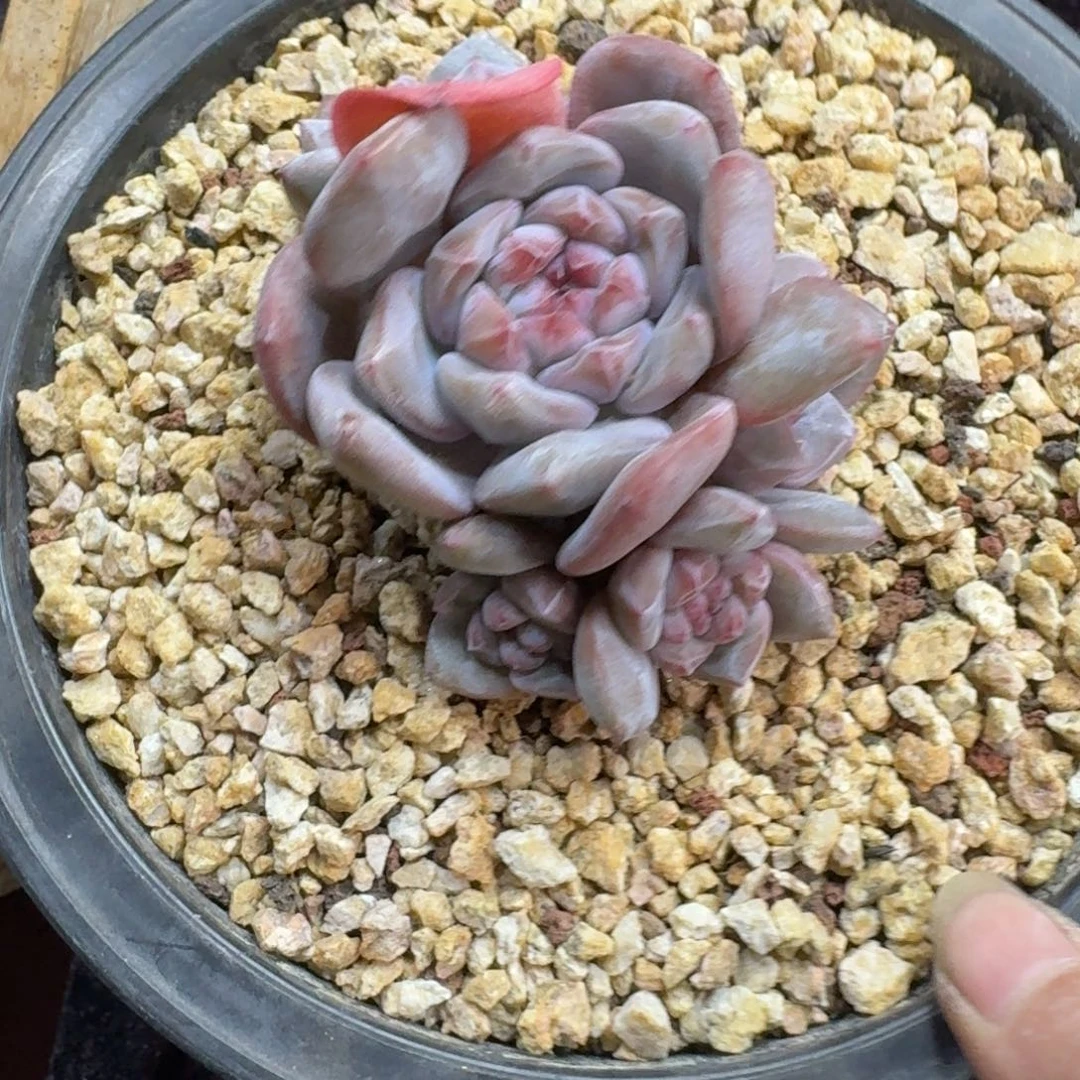 星影5头无砍一物一拍