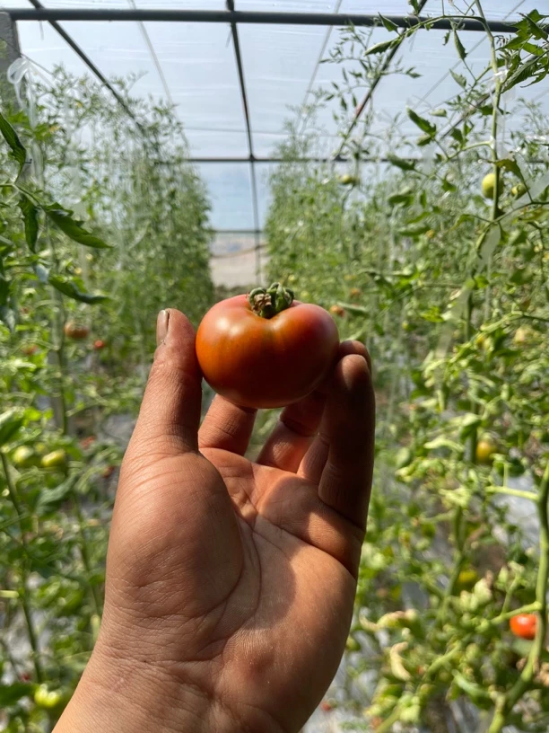 【5斤包邮】草莓铁皮西红柿口感酸甜浓郁孕妇宝妈可吃现摘现发