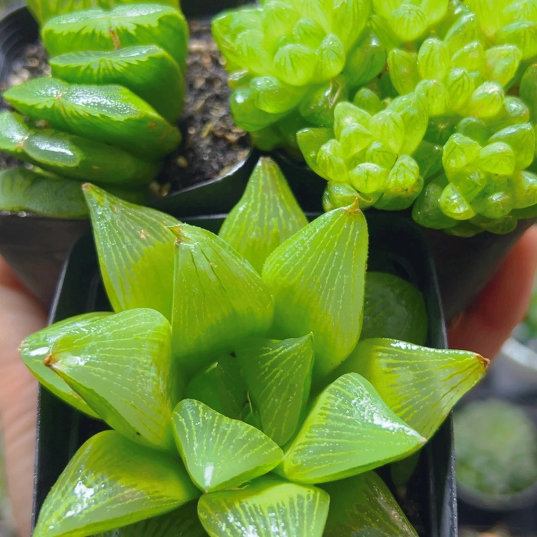 玉扇+草水晶+帝王玉露