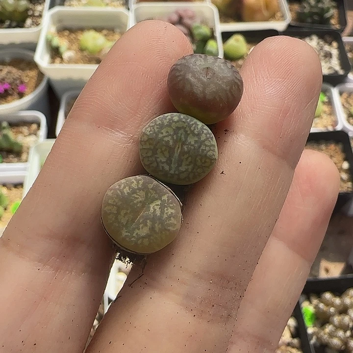 漂亮杂交3颗多肉植物