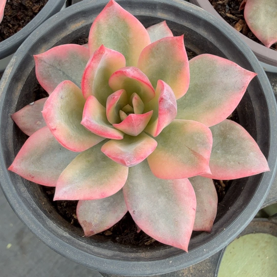 粉哈林锦锦上园艺一物一拍