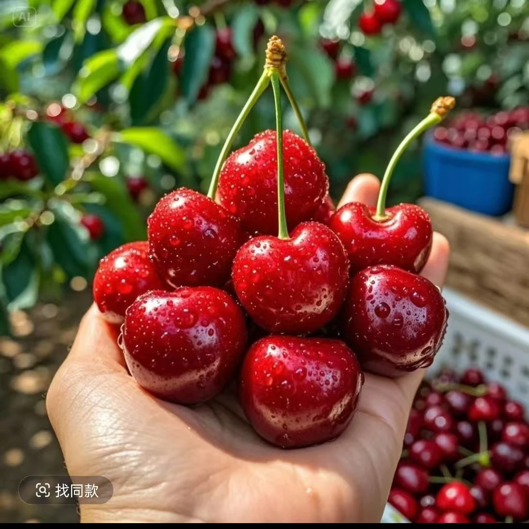 【张书记专属】山东美早露天大樱桃新鲜现采摘脆甜多汁3斤装 3J  冰糖脆新鲜水果美早樱桃