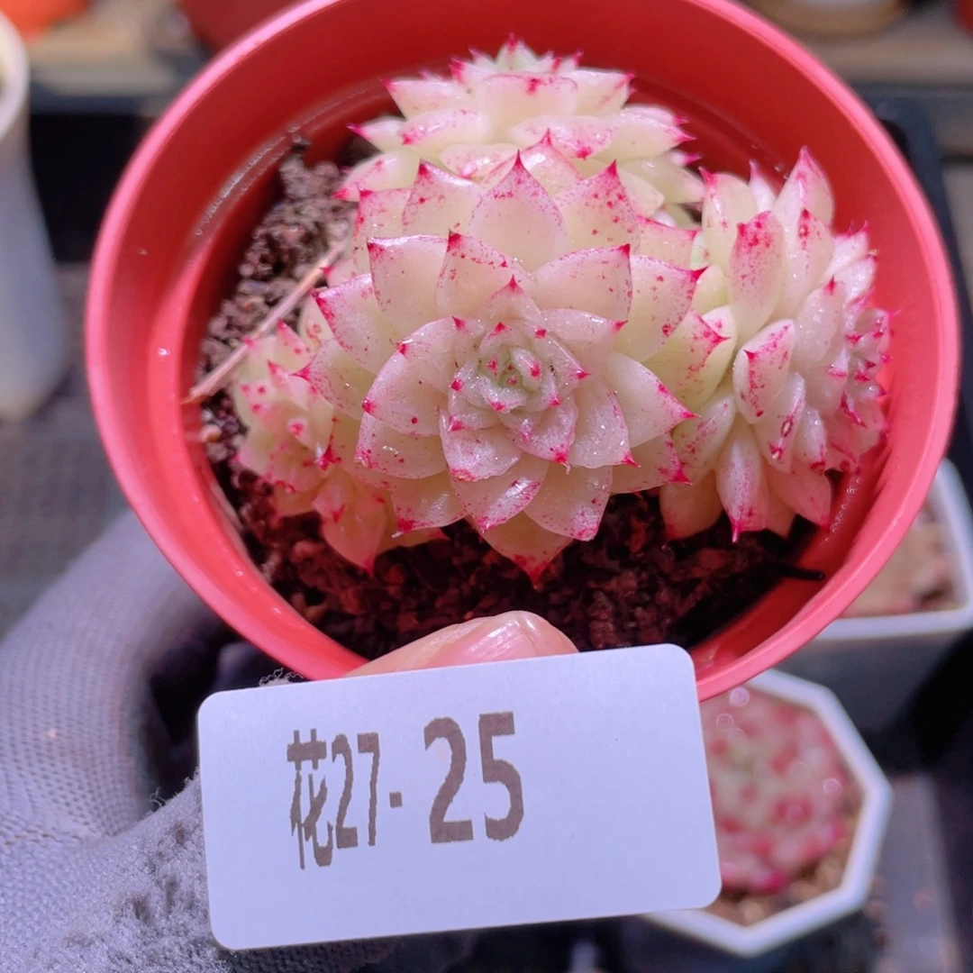 花利美27-25麦秆