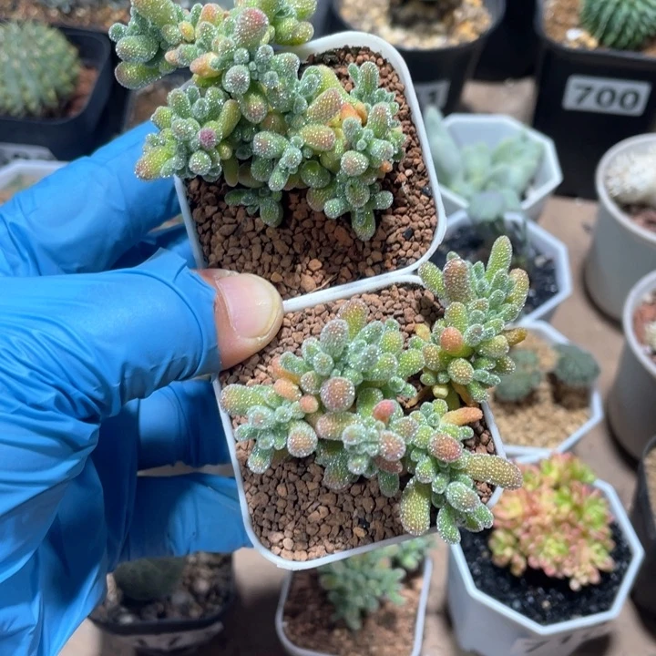 邵*片725冰晶枝干2颗