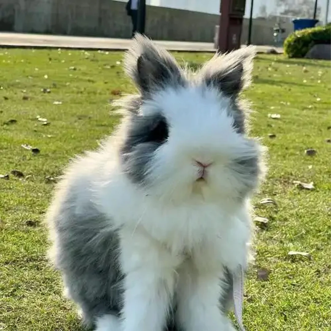 宠物活体喵包运包健康