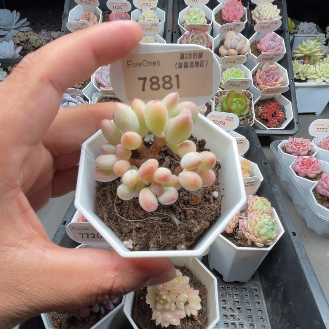 7881苹果奶5.0厘米