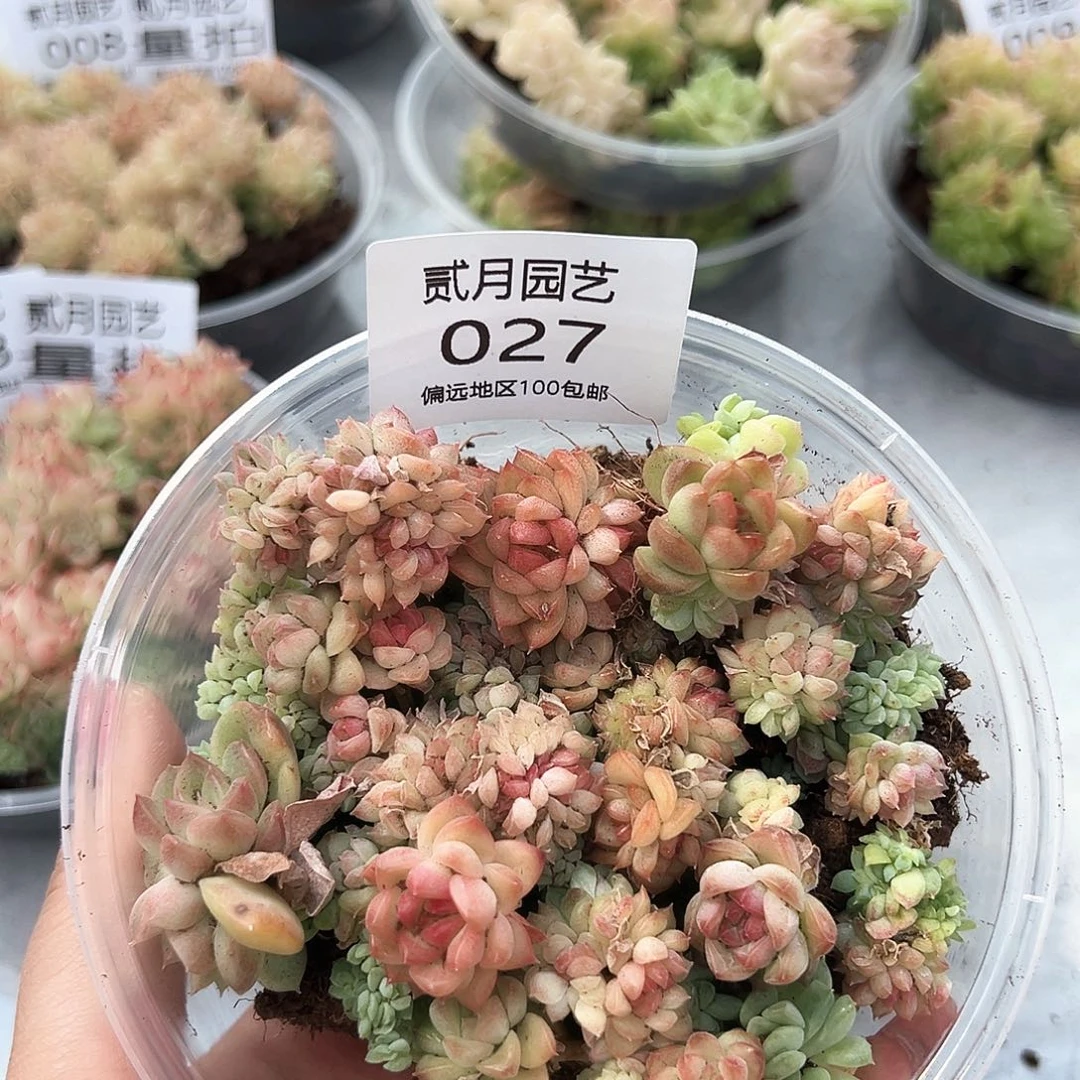 楠*贰月园艺一物一拍027