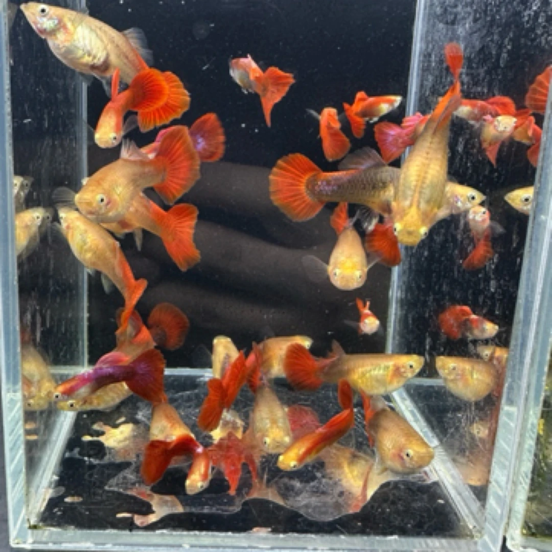 小型热带孔雀鱼精品黄豹孔雀种鱼（入缸后不包损）