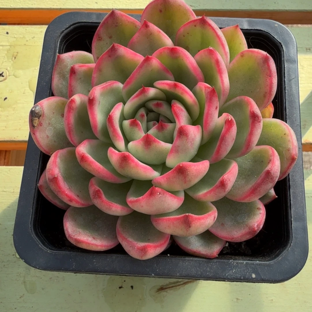 蔚蓝锦锦上园艺一物一拍