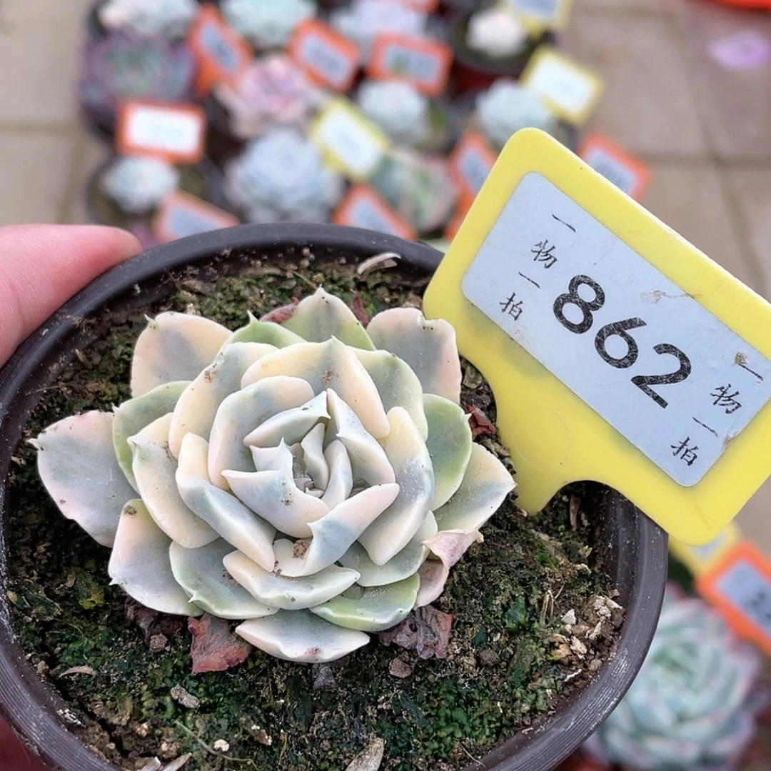 【闪购商品】862号