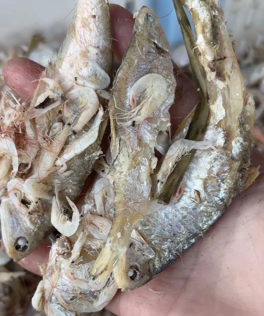 渤海湾正宗虾皮里挑的锅宝鱼