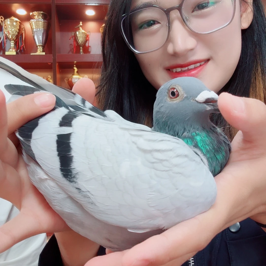 鸽子的翅膀和翅膀都