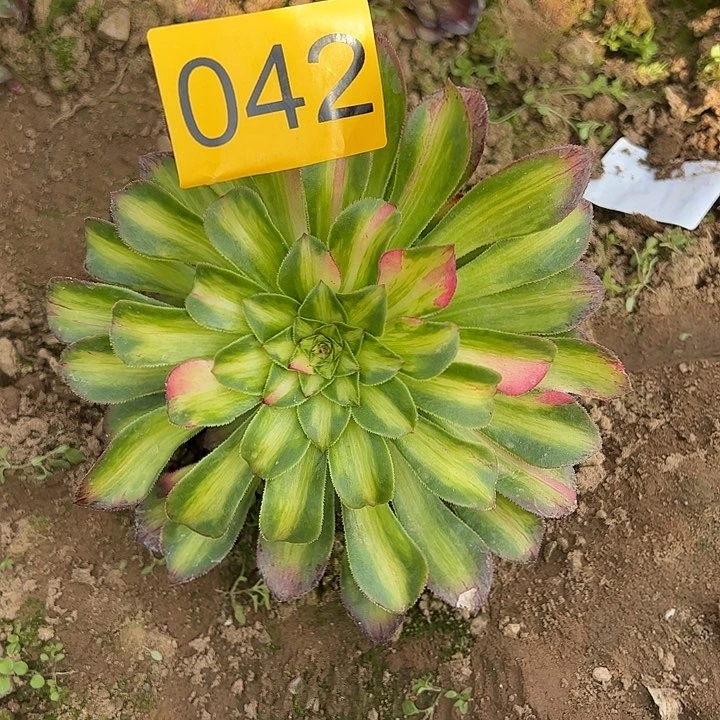 知否多肉植物042