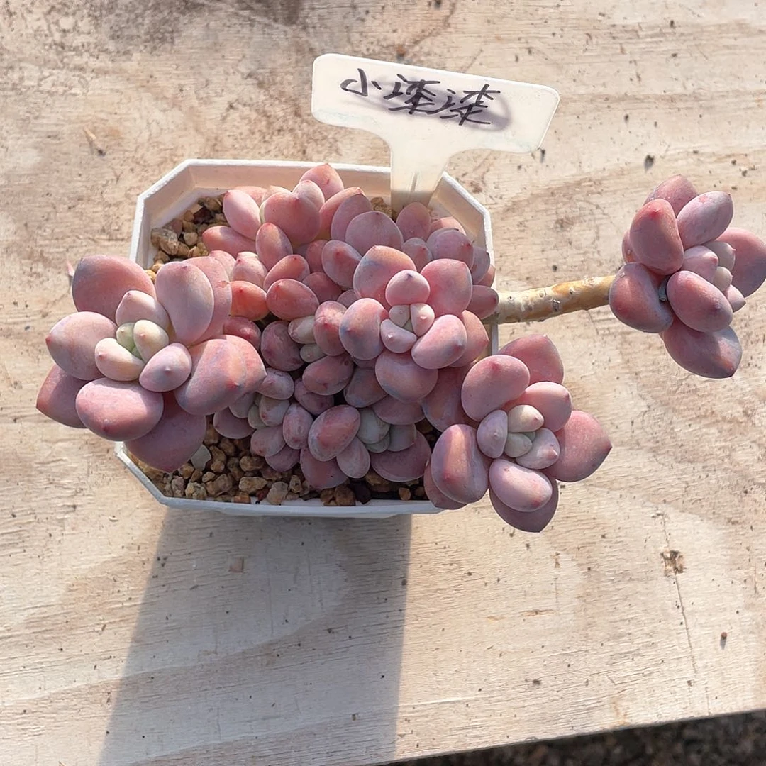 多肉小漆漆洛神洛神