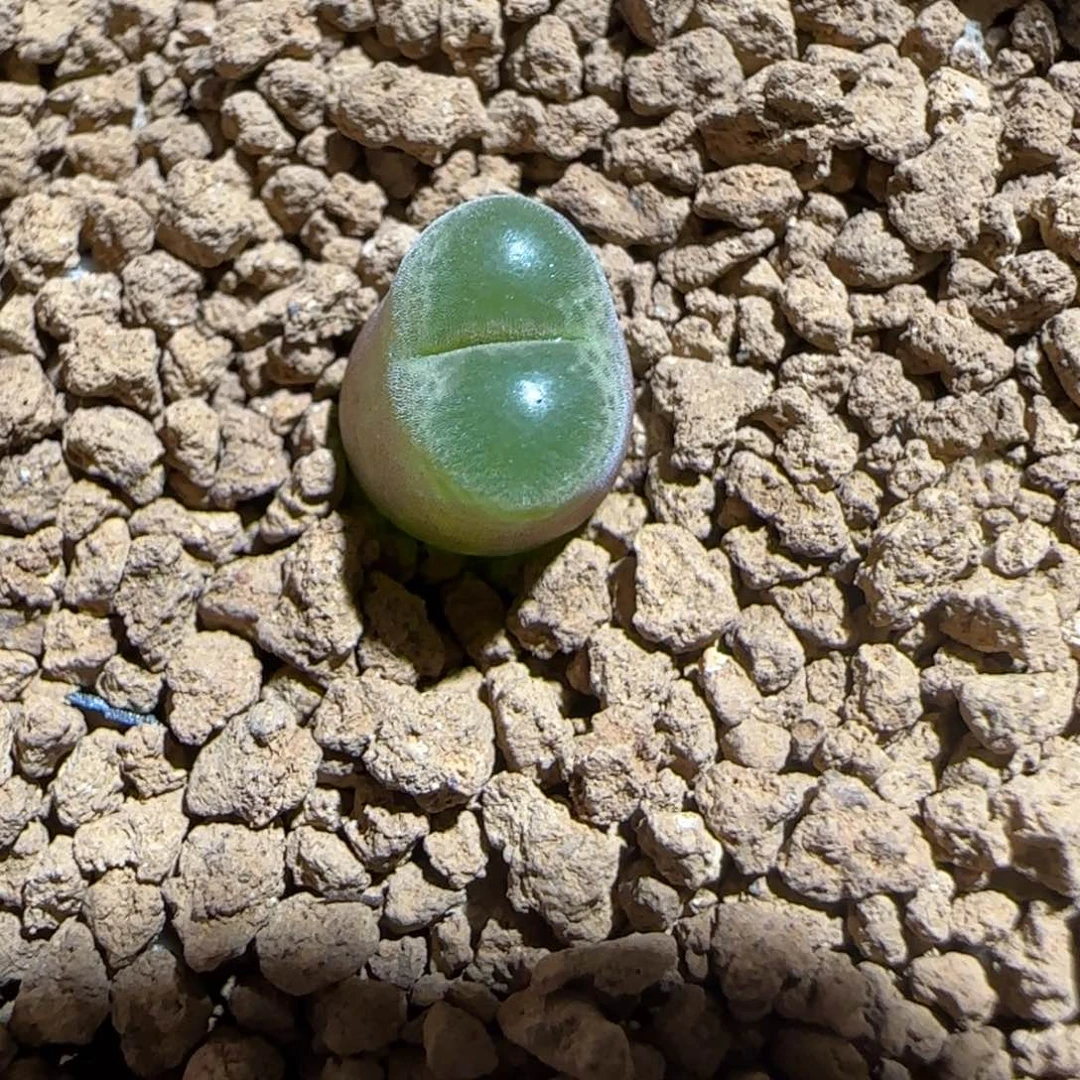 肉锥多肉植物组合-胖虎852