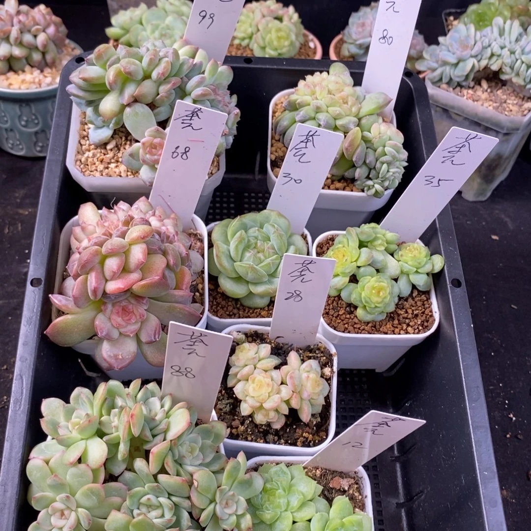 茶派八颗一组福利