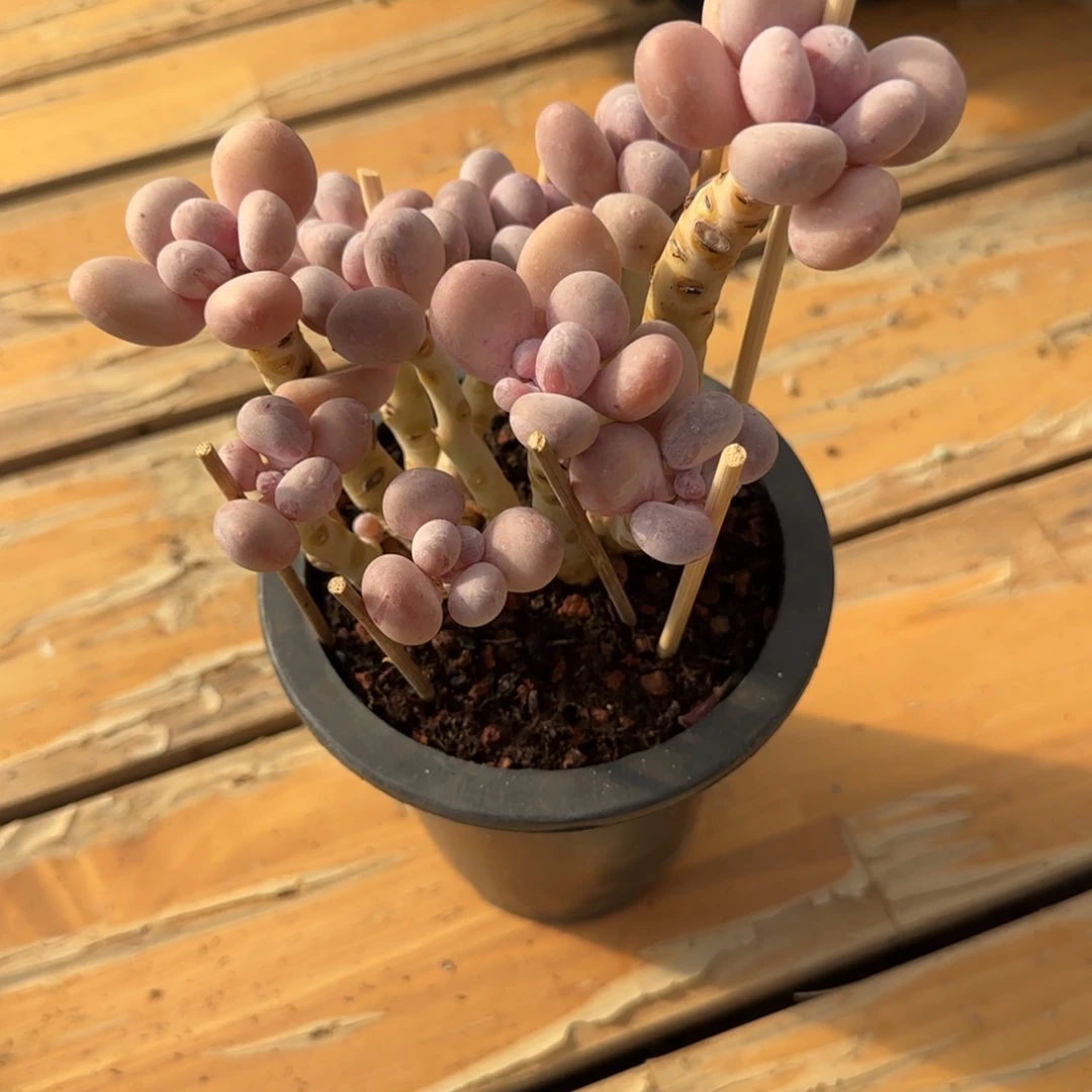 蛋黄奶老桩一颗脱土