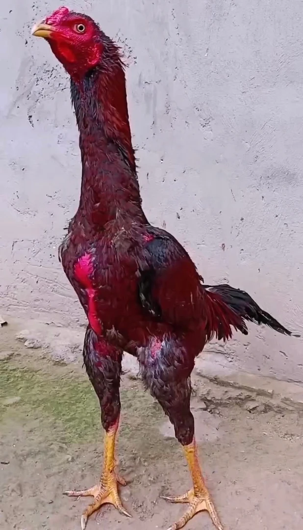 成年斗鸡越南斗鸡鬼子斗鸡可炖汤