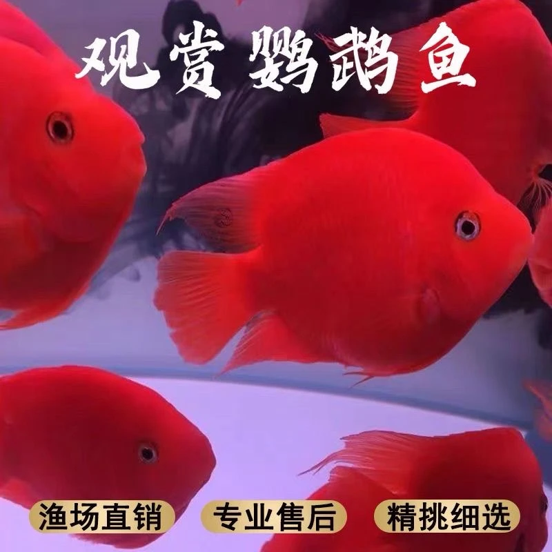 包邮鹦鹉鱼血红鹦鹉元宝鱼萌宠好物财神鹦鹉渔场直销观赏鱼热带鱼