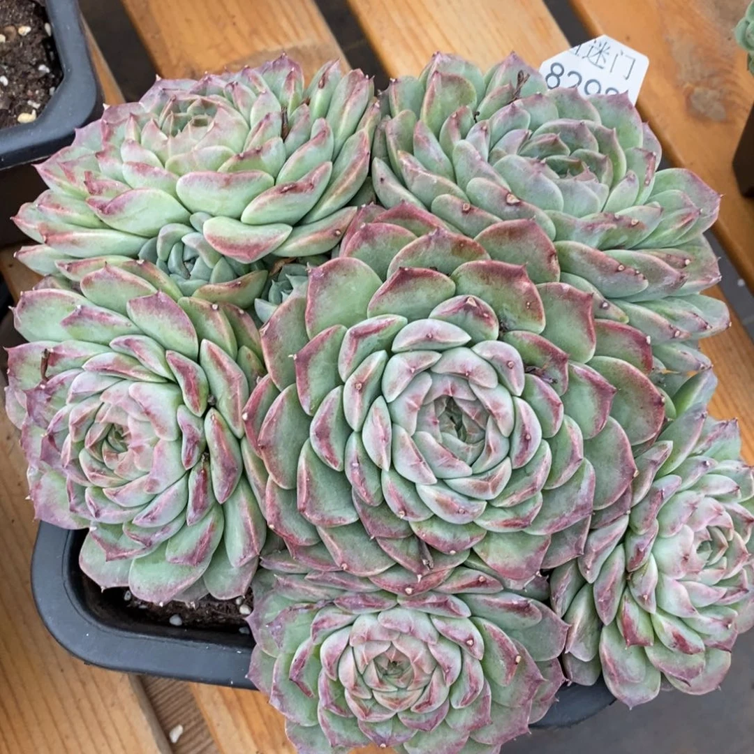 T***.杂交精品多肉8298~20厘米