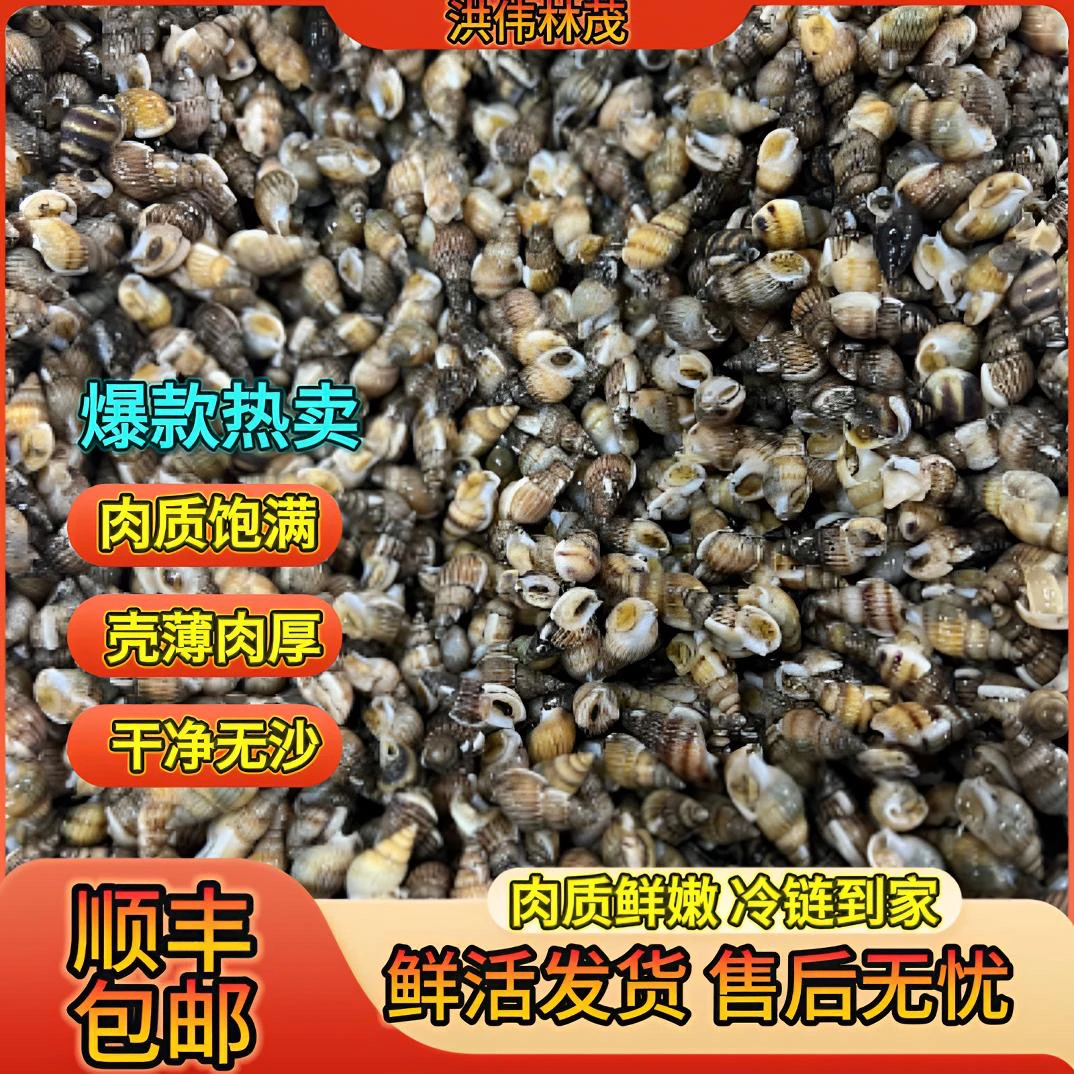 【中号】鲜活海锥锥瓜子螺【550～650粒/斤】嫌小介意勿拍