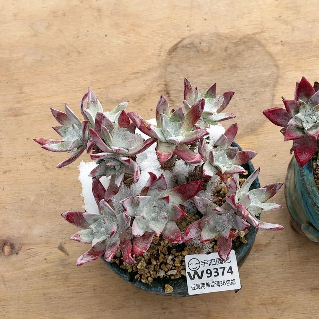 @***姐9374刘丹白毫多肉