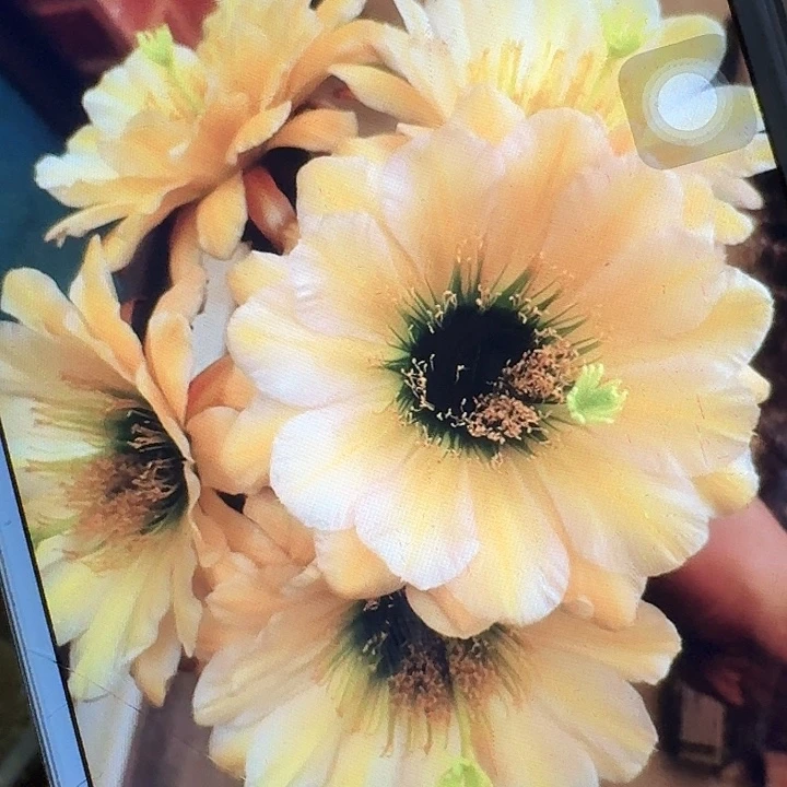 绿眼睛侧芽5公分左右毛花柱（20包邮）