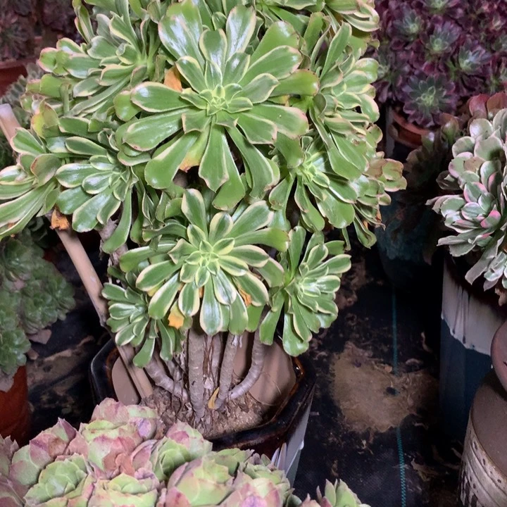 凯****⁵424多肉植物一物一拍