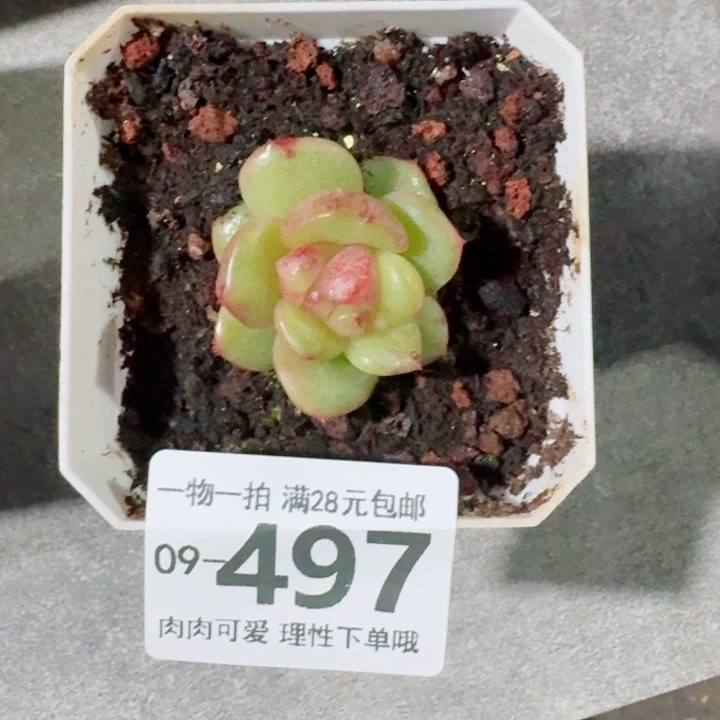 石化黑松露无盆土发货无盆