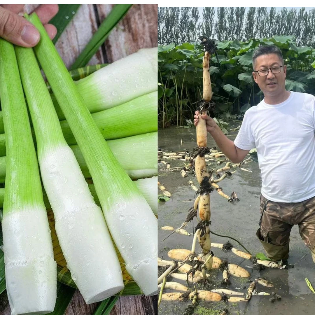 【凯涛甄选】天津本地莲藕3斤茭白2斤组合现挖现发京东或顺丰包邮