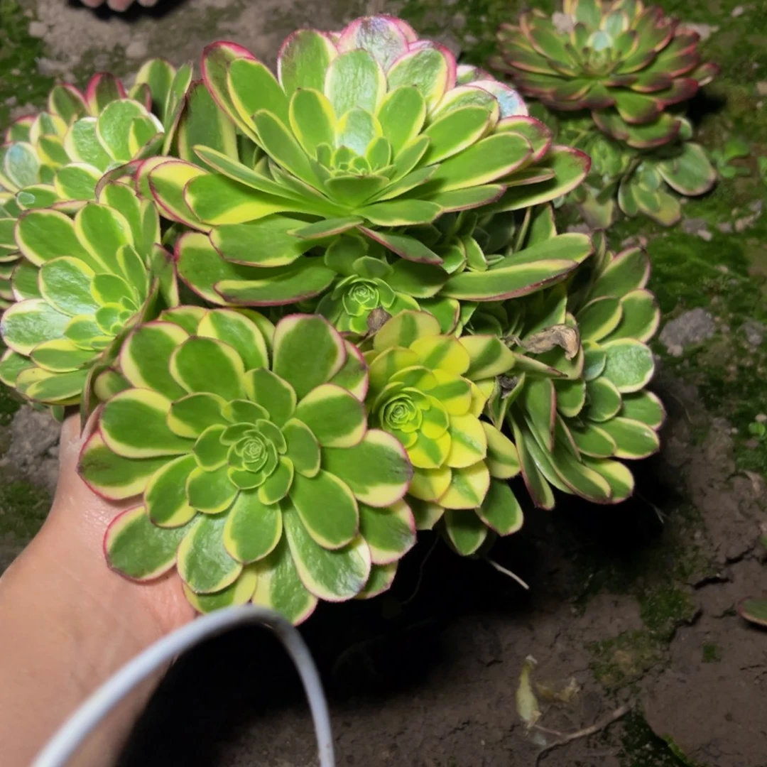 奶白多肉植物捧花的