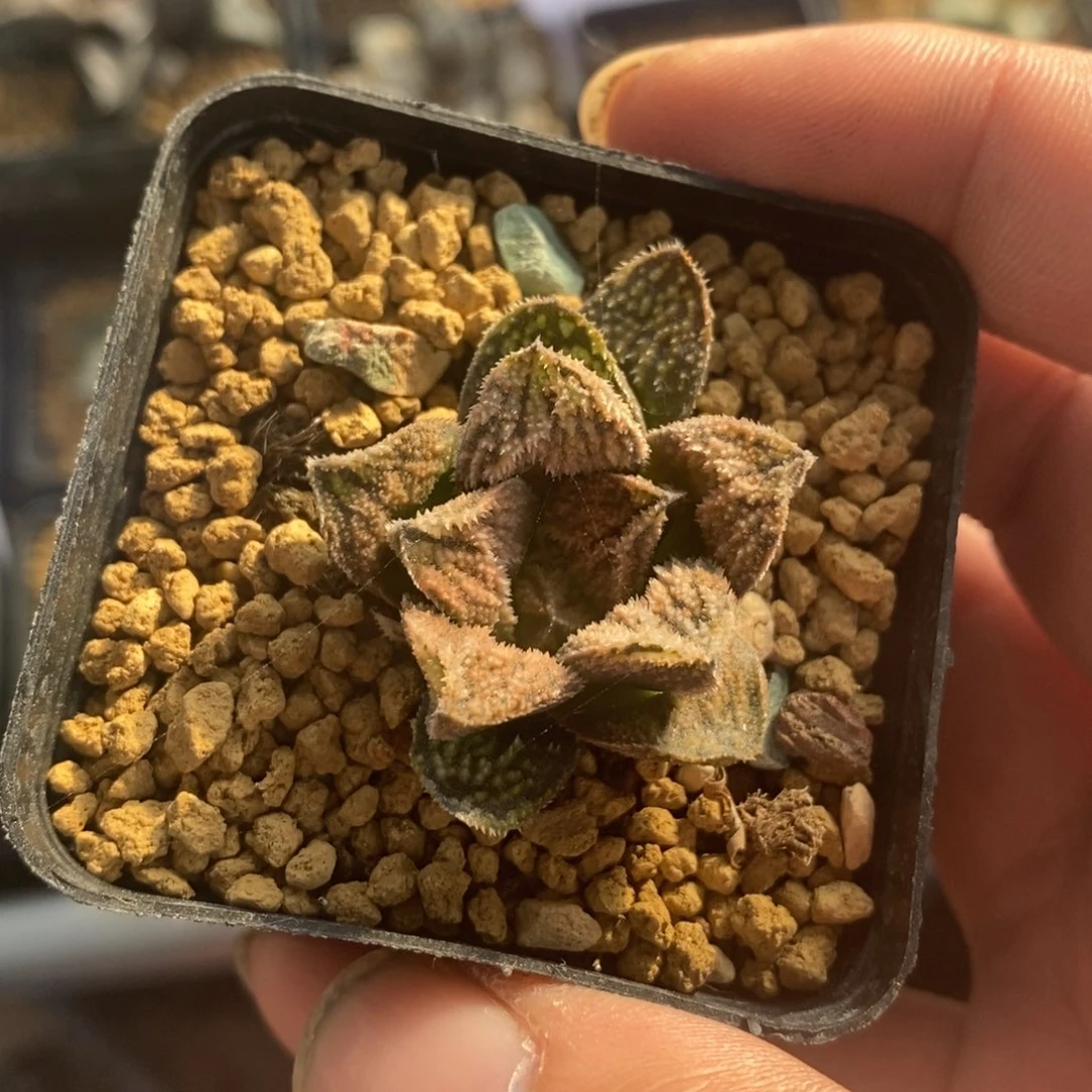 1135 一颗 双11福利