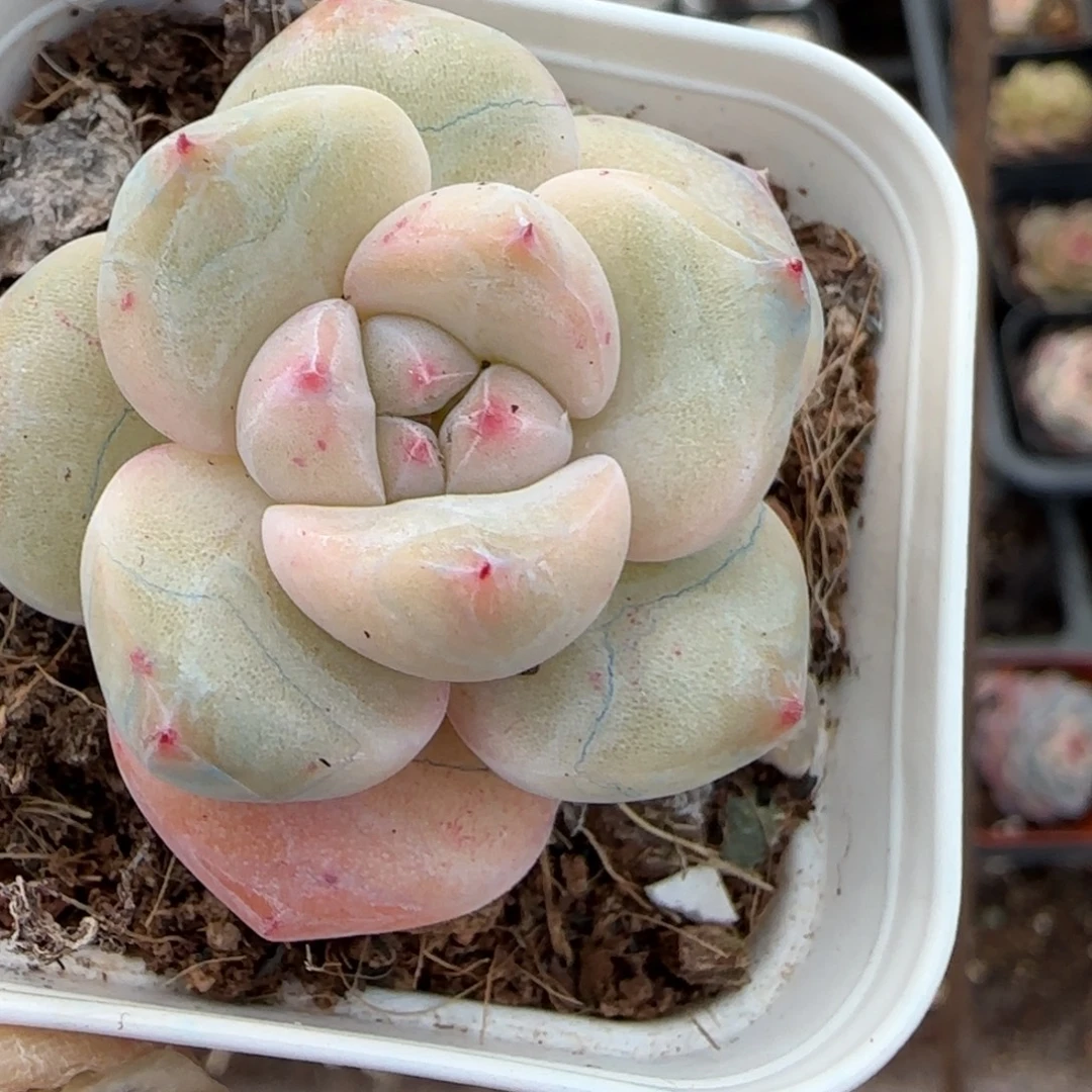 多肉小卡拉米糖心一物一拍