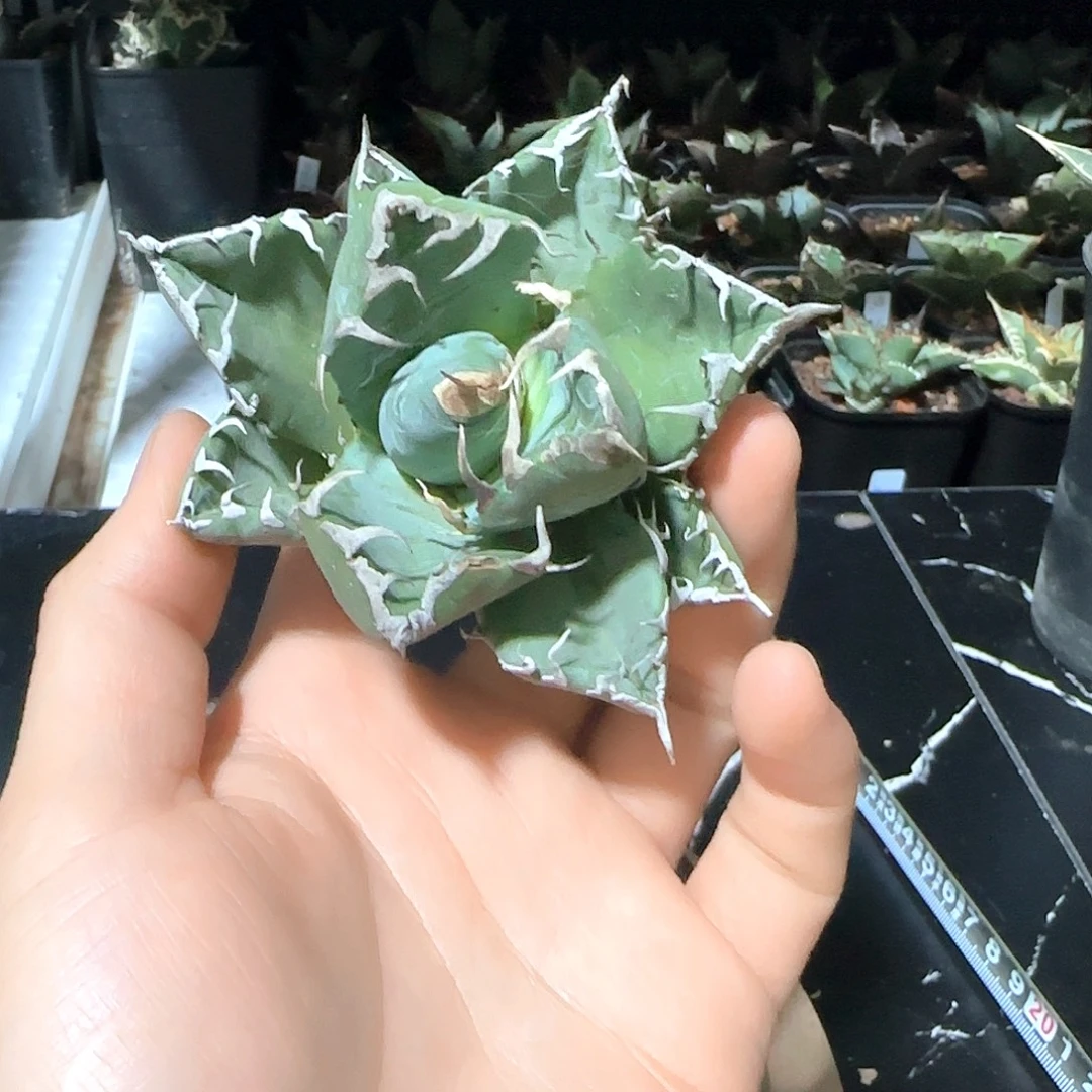 魔丸龙舌兰11111111