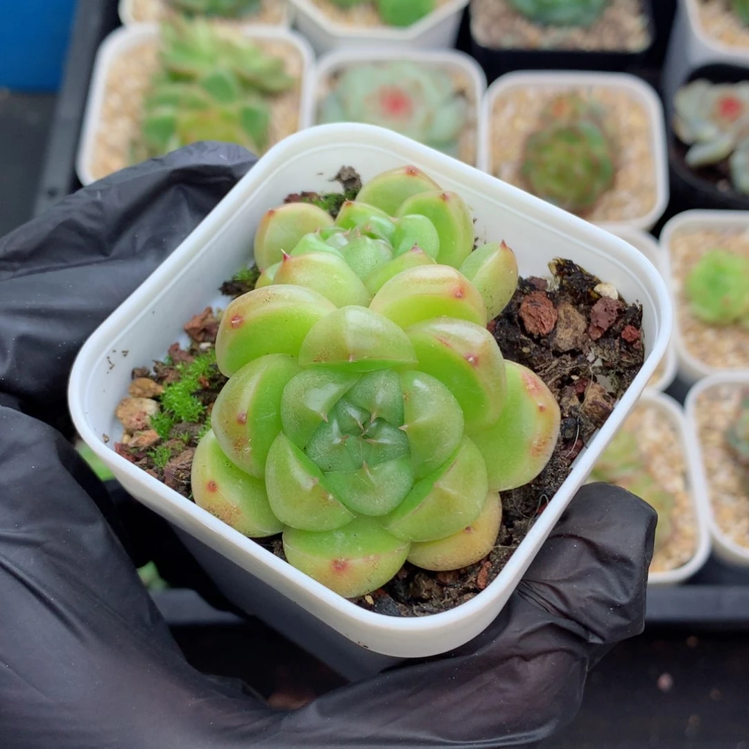 58包邮  群生不包整115