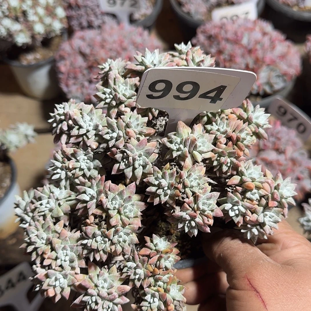 伊***豆994白菊123456789