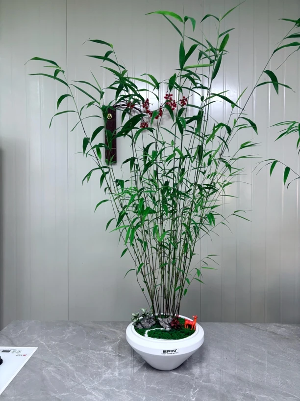 内门竹8号顺丰包邮匍匐镰序竹绿植竹牛价值南天竹