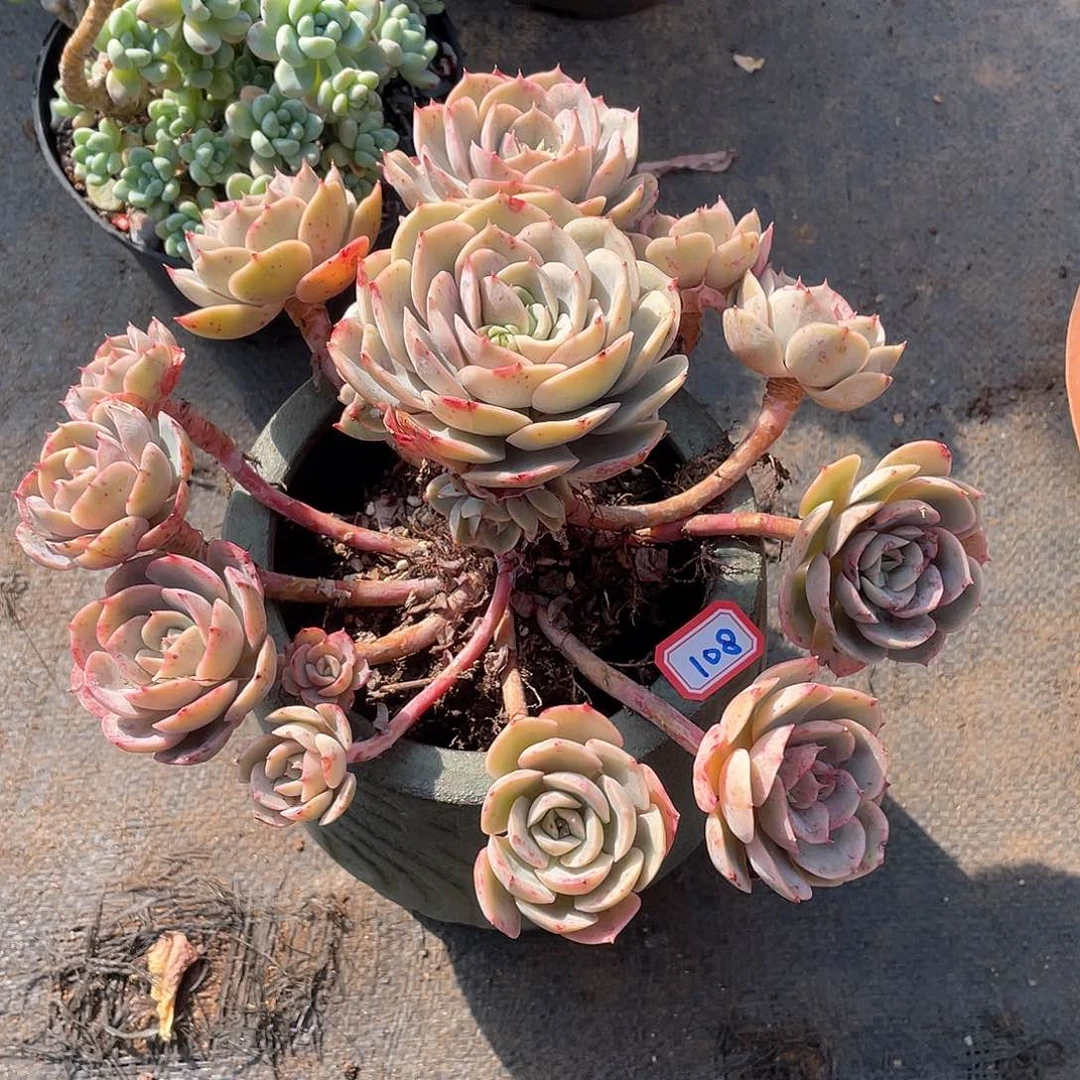 108苍鹭 一物一拍多肉