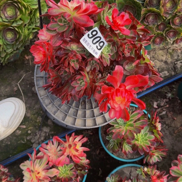 十万加29-30包邮花花