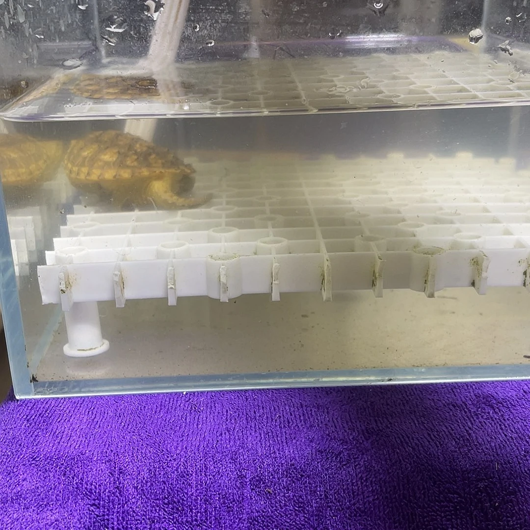 不分公母宠物龟黄化鳄龟