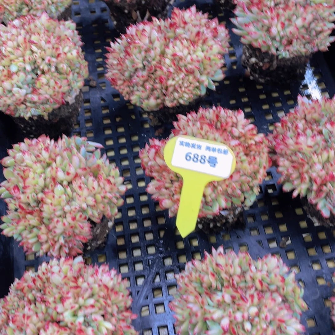 688号 捧花全状态韩货红拉糖缀化一个