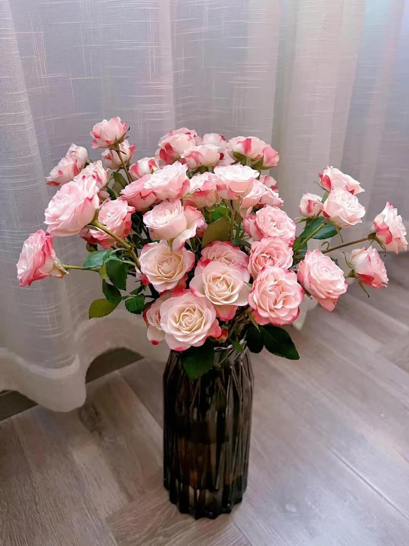 折射多头玫瑰5枝鲜花全场任意两单顺丰包邮