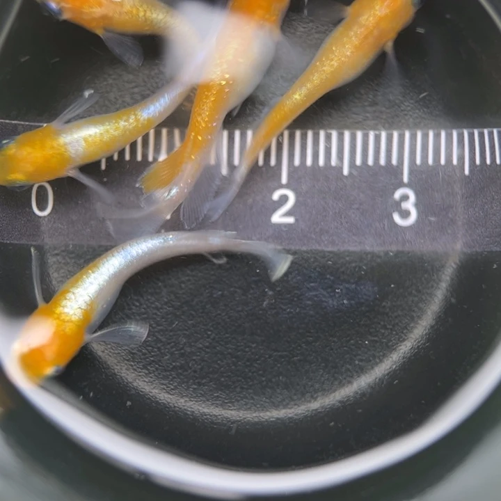 海水鱼红白赤壁6号