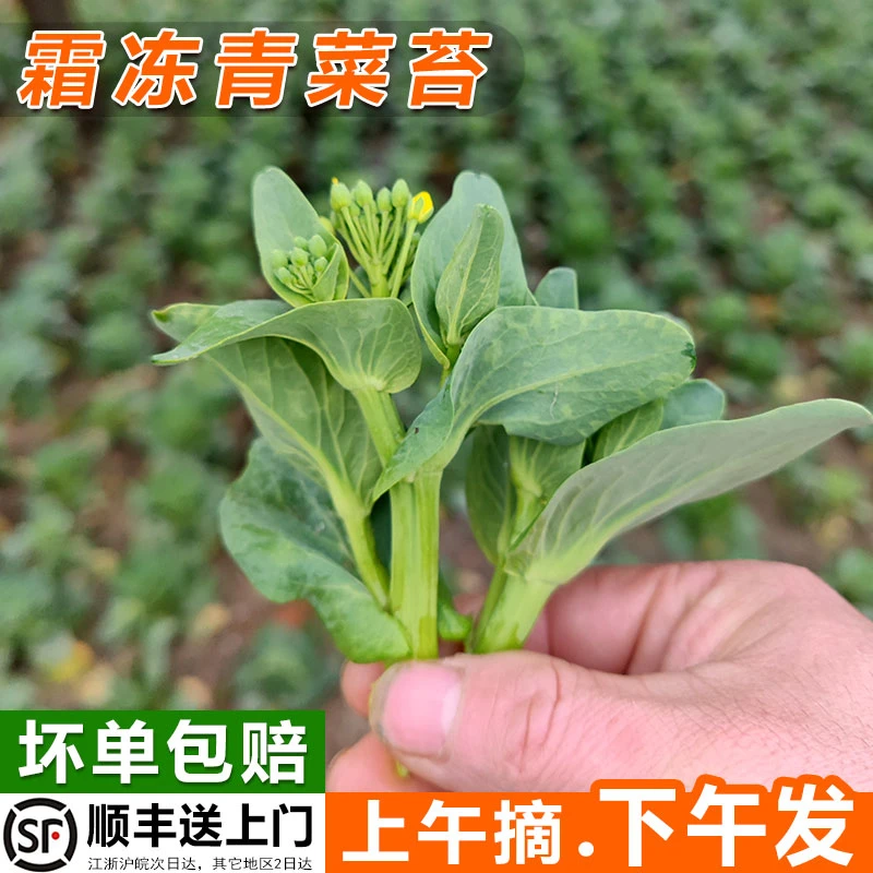 苏北农家菜苔露天种植菜苔新鲜现摘矮脚菜芯甜糯菜心青菜苔白菜苔