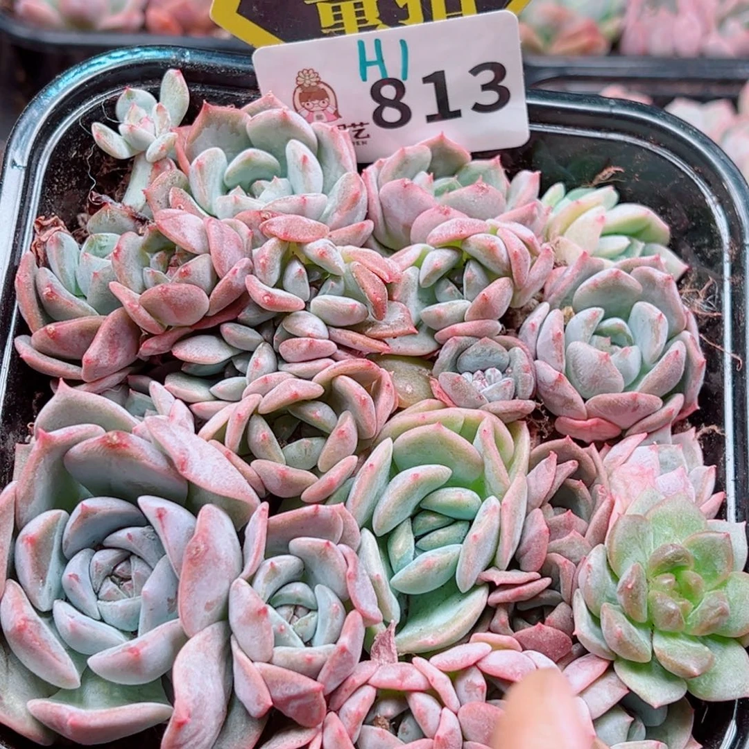 多肉植物多肉植物