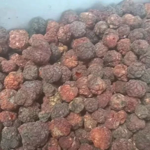 3【帝王果】云大山采挖晒干足干